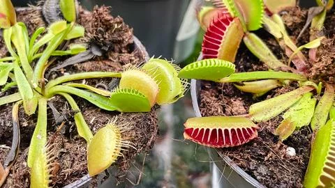 Vibrant Venus Flytrap (Dionaea muscipula) showing open and closed traps wit.. Stock Photos