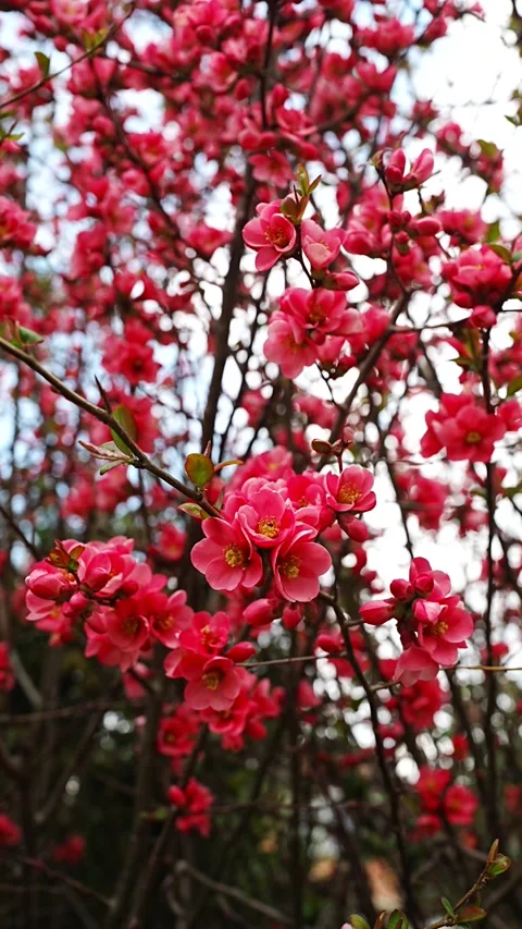 A vibrant vertical close-up capturing the intense red petals of spring blossoms Stock Footage 332749224