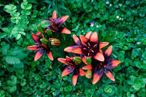 Vibrant view with an array of orange and brown Lily lanceolate flowers among lus Stock Photos