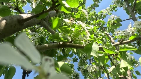 A Vibrant View of Blossoming Trees Under a Clear Sky: Nature's Beauty Captured Stock Footage 336226953