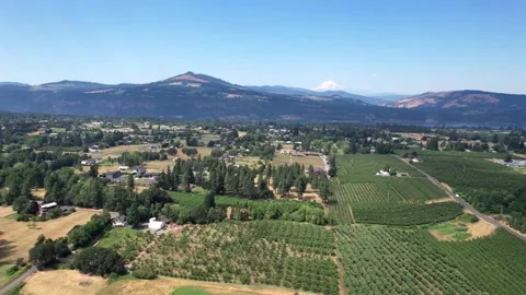 Vibrant Vines of Oregon Stock Footage 251791552