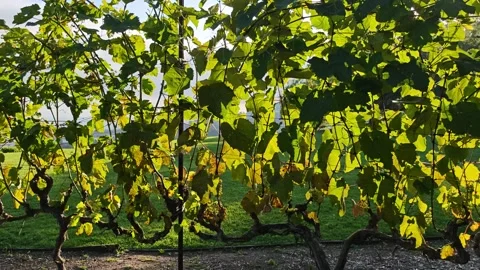 Vibrant vineyards showcasing lush grape leaves and clusters in sunlight Stock Footage 337686620