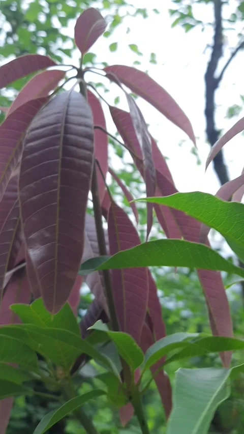 The Vibrant Vitality of Mango Leaves Video stock 280290441