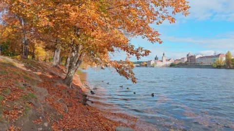 Vibrant Vltava scene at autumn time, brilliant golden fall foliage in Old Town Stock Footage 336097916