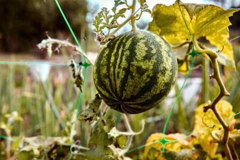 A vibrant watermelon is developing on its vine, surrounded by lush green leav Stock Photos