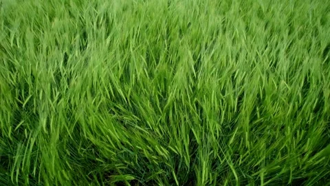 A vibrant wheat field sways gently in the soft breeze, beautifully illustrating Stock Footage 311282960
