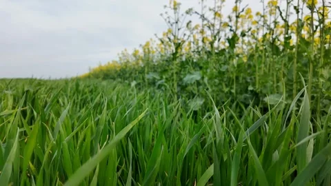 Vibrant Wheat Field Under Blue Sky Stock Footage 306912807