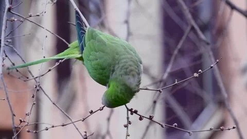 A vibrant white-fronted parrot Stock Footage 303153077