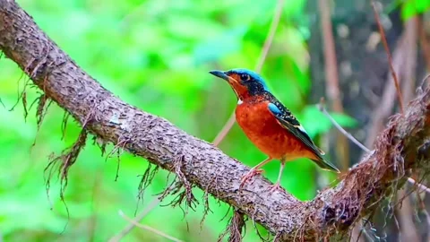 A vibrant whitethroated rock thrush perched on a mossy tree branch Vidéo 335491286