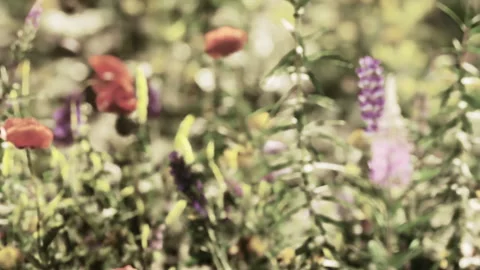 Vibrant Wildflower Field in Springtime, Bursting With Color and Life Video stock 344528063
