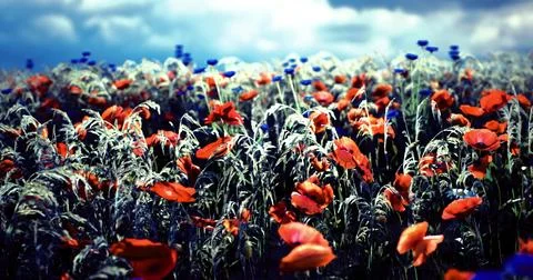 Vibrant wildflower field under dramatic sky with poppies and cornflowers Illustrazione stock