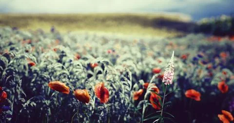 Vibrant wildflower field under a dramatic sky during twilight hours Stock-Illustration
