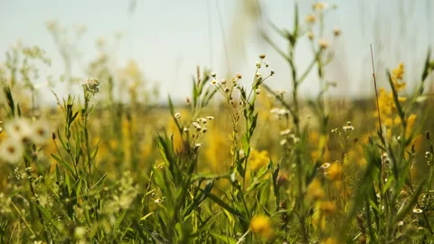 Vibrant Wildflower Meadow Stock Footage 301454693