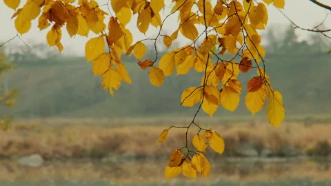 Vibrant Wildflower Meadow Stock Footage 301455949