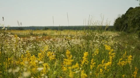 Vibrant Wildflower Meadow Stock Footage 301456459