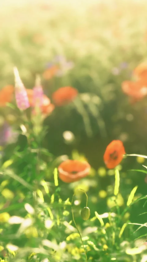 Vibrant wildflowers dance in the sunlight during a serene spring day Stock Footage 335234095