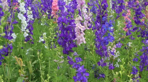 Vibrant Wildflowers Video stock 24146065