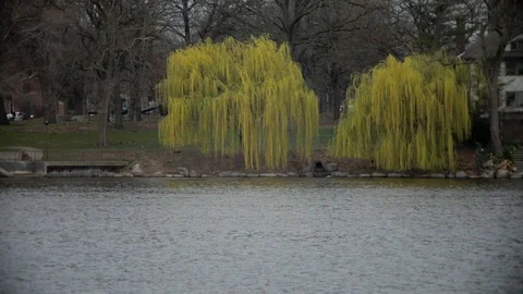 Vibrant Willow Trees over a River Stock Footage 91841406