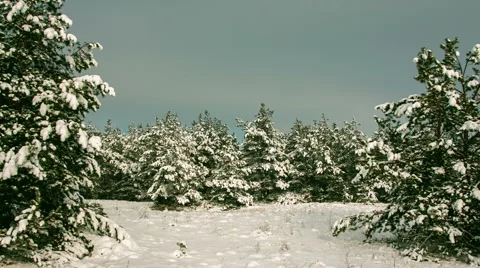 Vibrant winter forest landscape Stock Footage 47237096