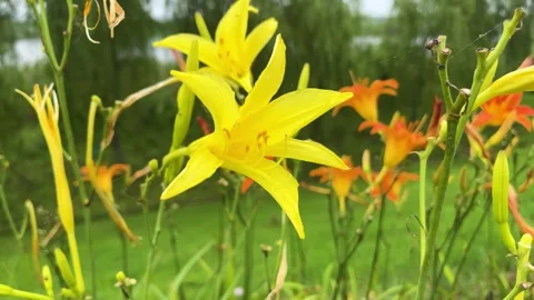 Vibrant Yellow and Orange Daylilies Swaying Gently in a Lush Summer Garden Video stock 342016853