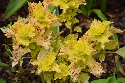 Vibrant yellow and red patterned coleus plant leaves in a garden setting Stock Photos
