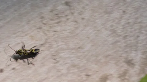Vibrant Yellow Beetle Rustic Wood Macro Vídeo Stock 328524262