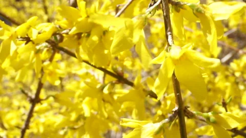 VIBRANT YELLOW BLOOMING Stock Footage 194008049
