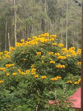 Vibrant Yellow Blooming Tree with Pine Forest Background in Countryside Stock Photos
