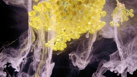 Vibrant yellow button flower cluster with cascading translucent plumes against b Stock Footage 340619762