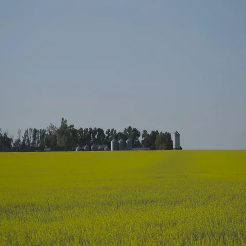 Vibrant yellow Canola field with farm in background in Manitoba Stock Footage