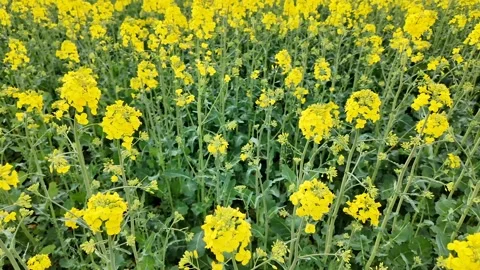 Vibrant Yellow Canola Field in Spring Stock Footage 306912860