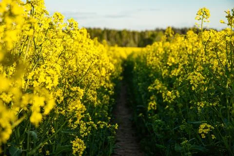 Vibrant yellow canola fields under clear blue sky in early morning light sh.. Stock Photos