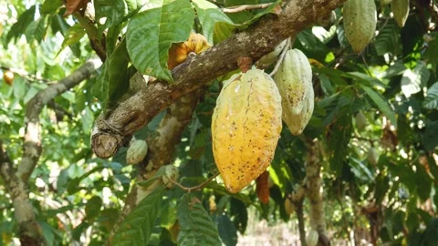 Vibrant yellow chocolate fruit on tree branch blowing in the wind Stock Footage 345503219