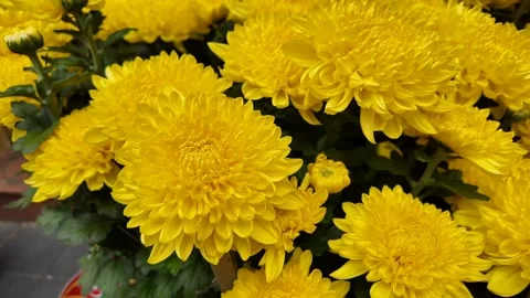 Vibrant Yellow Chrysanthemums in Bloom Stock Footage 288683741