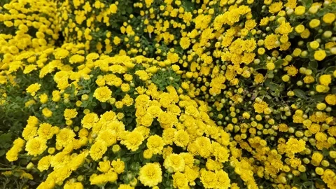 Vibrant Yellow Chrysanthemums in Bloom 스톡 동영상 306919587