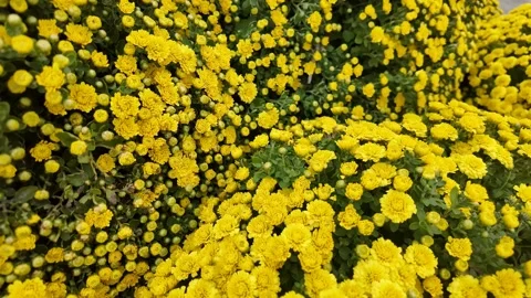 Vibrant Yellow Chrysanthemums for Fall Stock Footage 306919717