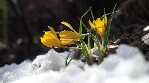 A vibrant yellow crocus flower blooming in a spring Video stock 299725545