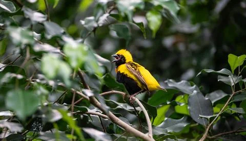 Vibrant yellow crowned bishop singing among lush green leaves Stock Photos