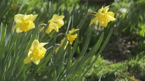 Vibrant yellow daffodils blowing gently in breeze in springtime garden. Stock Footage 344997898