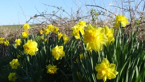 Vibrant yellow daffodils swaying gently in the breeze Vidéo 337551209