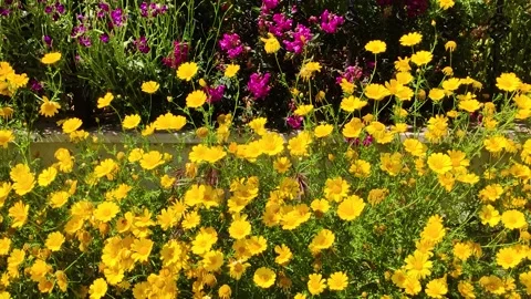 Vibrant Yellow Daisies and Pink Flowers in a Sunny Spring Garden Stock Footage 327941653