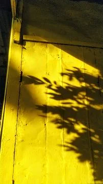 Vibrant Yellow Door with Dramatic Leaf Shadows and Sunlight Stock Photos