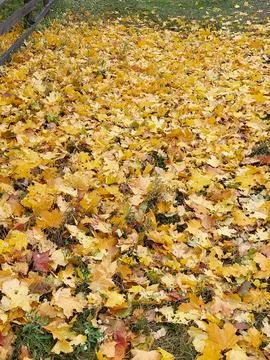 Vibrant Yellow Fallen Leaves Texture on Ground for Graphic Design Mockups Stock Photos