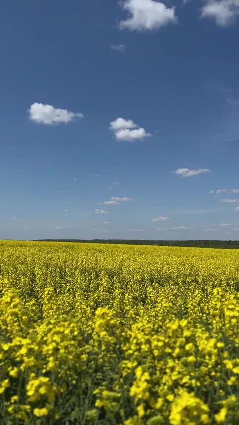 Vibrant Yellow Fields Stretching Under a Bright Blue Sky with Fluffy White Stock Footage 306078789