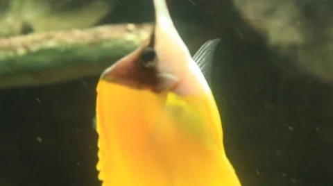 Vibrant Yellow Fish Stock Footage 48626267