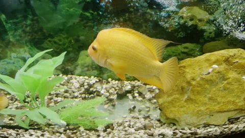 Vibrant yellow fish swims gracefully through an aquarium, navigating around Stock Footage 325198341