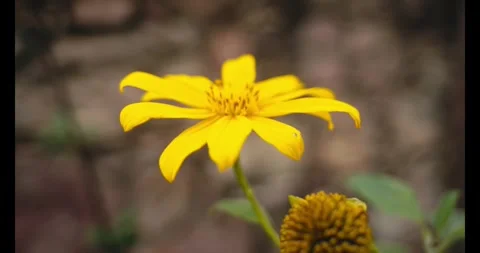 Vibrant Yellow Flower in Bloom Close-Up in Natural Setting Stock Footage 336027180