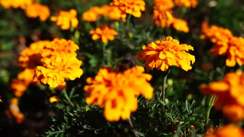 Vibrant Yellow Flower Pattern in Sunlight Cinematic Natural Background Texture Stock Footage 334346391
