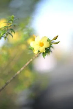 Vibrant yellow flower in sharp focus against blurred background Stock Photos