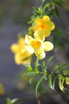 Vibrant yellow flower in sharp focus against blurred background Stock Photos